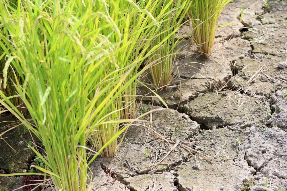 Cánh đồng khô cạn mất hoàn toàn sức sống tự nhiên