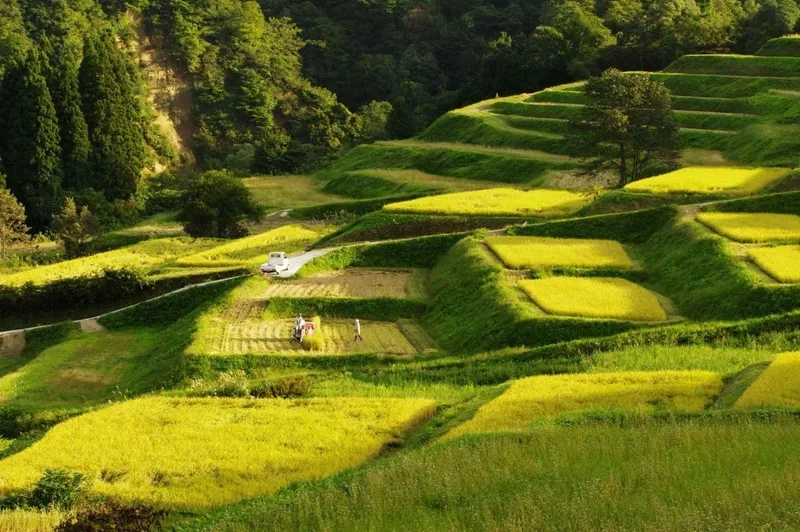 Thưởng ngoạn ruộng bậc thang màu xanh xanh mát