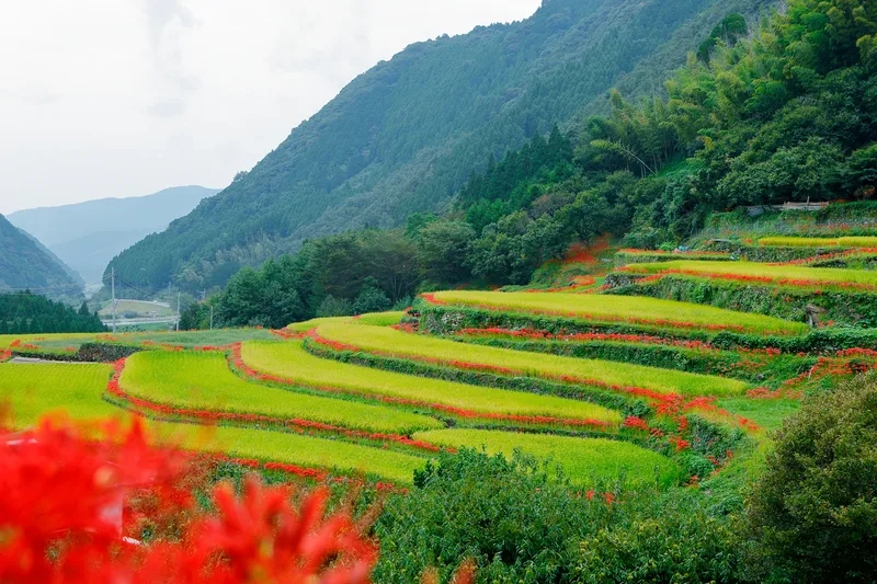Chiêm ngưỡng ruộng bậc thang cổ lâu đời