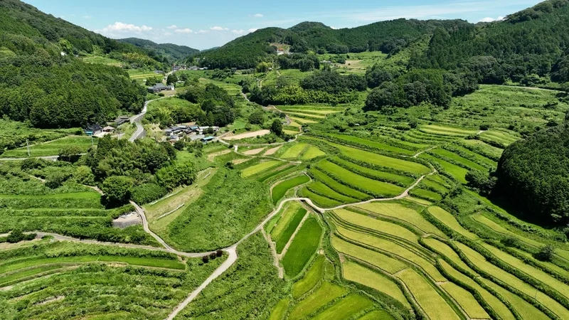 Thưởng ngoạn ruộng bậc thang mùa vụ đầy màu sắc