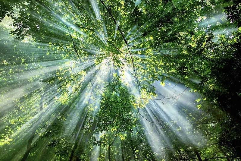 Tia nắng ban mai qua kẽ lá dịu nhẹ