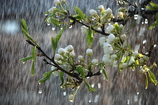 Hiện tượng mưa rơi trong tự nhiên phóng to