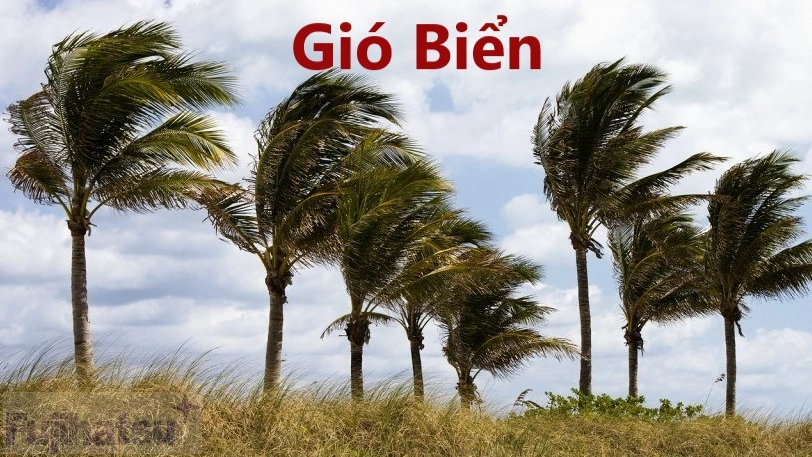Hình minh họa gió biển thổi qua cây cối ven biển