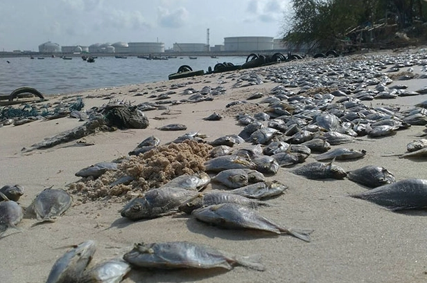 Hình minh họa ô nhiễm không khí do đâu