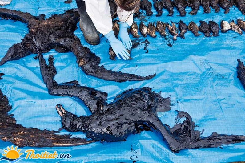 Tác hại nghiêm trọng của thủy triều đen đối với hệ sinh thái biển
