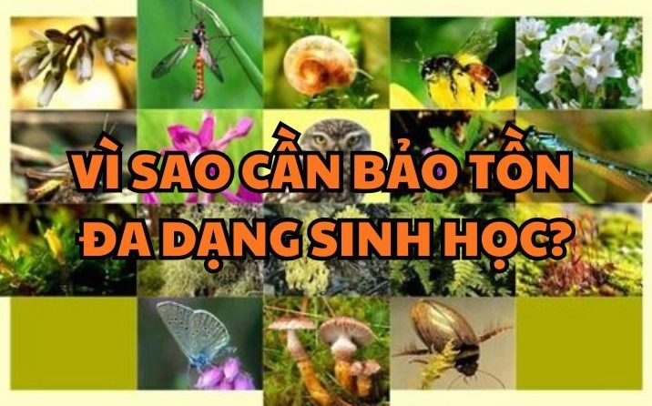 Vì sao cần bảo tồn đa dạng sinh học ý nghĩa và giải pháp chuẩn