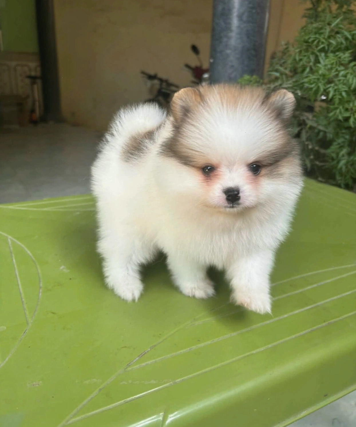 Chú chó phốc sóc mini màu party vô cùng độc đáo