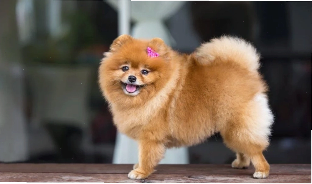 Hướng dẫn các bước chăm sóc chó phốc sóc tại nhà